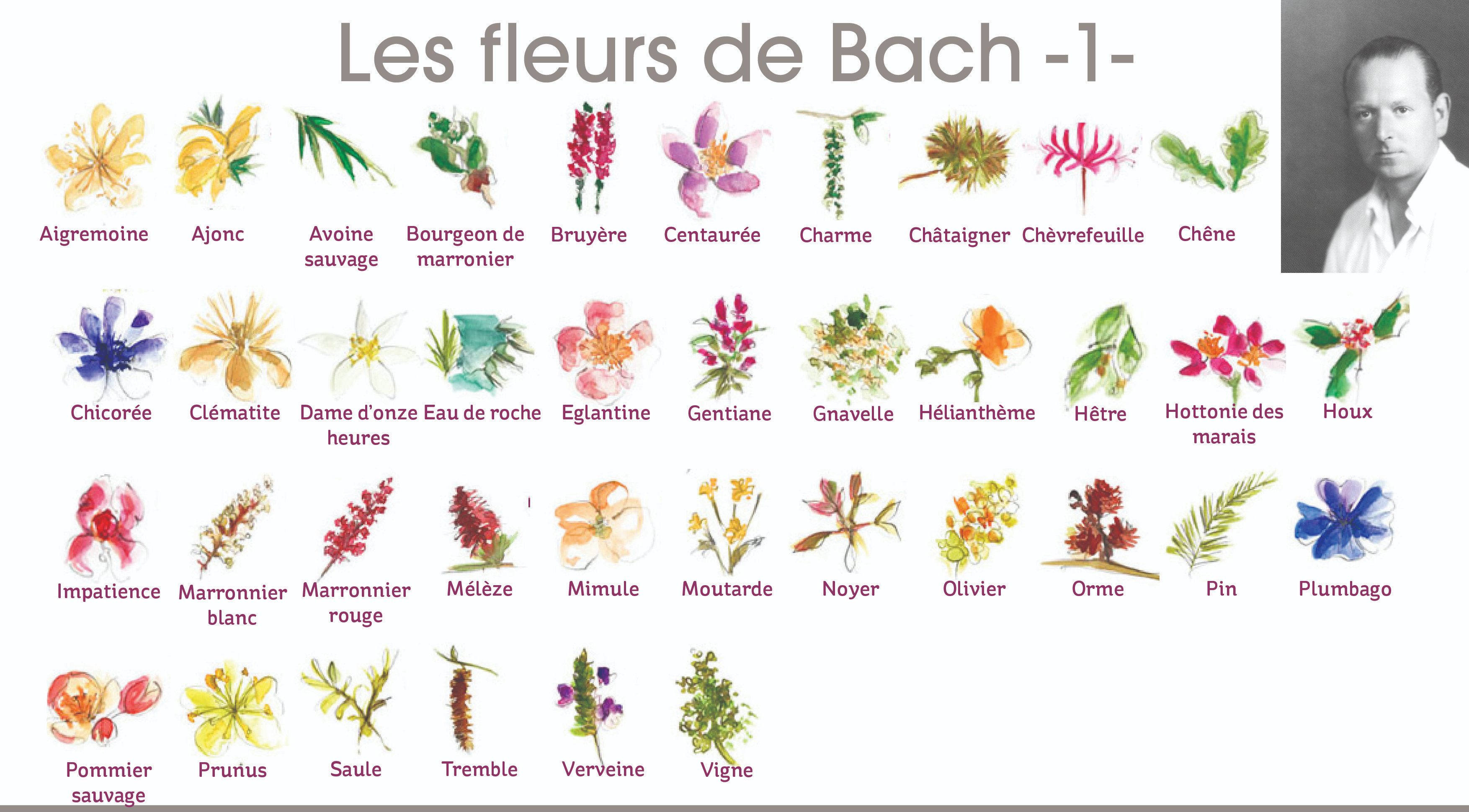 Visuel-Fleurs-de-Bach-1-1.jpg
